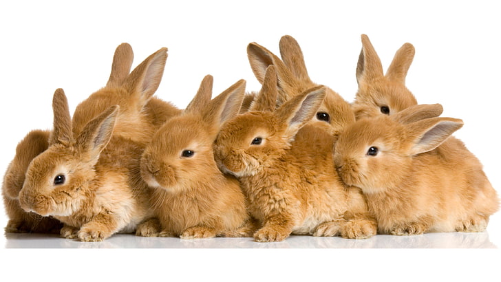 кролик, кролик, милый, животное, ухо, ребенок, пасха, мех, млекопитающее, домашнее животное, мультфильм, грызун, домашние животные, пушистый, внутренний, пушистый, хранилище, смешной, искусство, маленький, заяц, HD обои