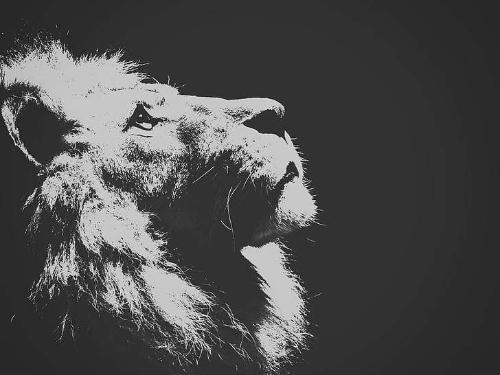lion, lion, HD wallpaper