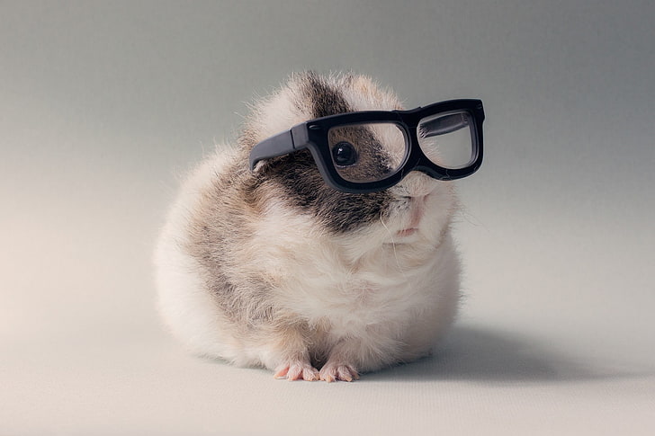 очки с черными оправами, очки, домашнее животное, животные, юмор, морские свинки, HD обои