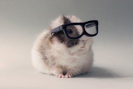 очки с черными оправами, очки, домашнее животное, животные, юмор, морские свинки, HD обои HD wallpaper