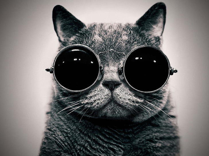 Jag kan se dig nu !, kort pälskatt; hippy solglasögon, katter, solglasögon, roliga, djur, HD tapet
