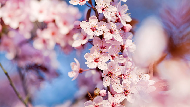 pink flowering tree, flowers, plants, HD wallpaper