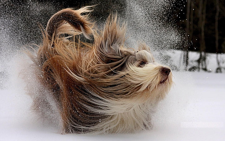 długowłosy biało-brązowy pies, natura, zwierzęta, szczęśliwy, pies, śnieg, zima, drzewa, zabawa, Tapety HD