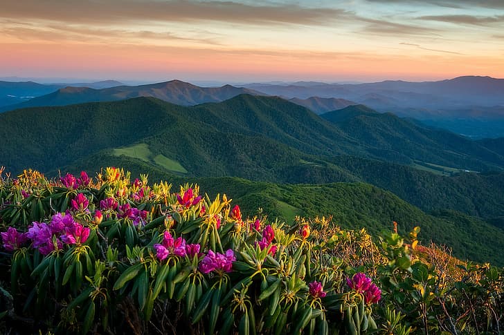 gün batımı, dağlar, panorama, Kuzey Karolina, Appalachian, Appalachian Dağları, orman gülleri, Roan Highlands, The Highlands Of Roan, HD masaüstü duvar kağıdı