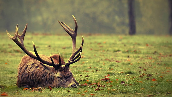 brown moose, nature, deer, sleeping, animals, HD wallpaper HD wallpaper