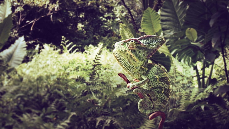 grass, background, leaves, color, animal, branches, chameleon, sit, herbs, HD wallpaper