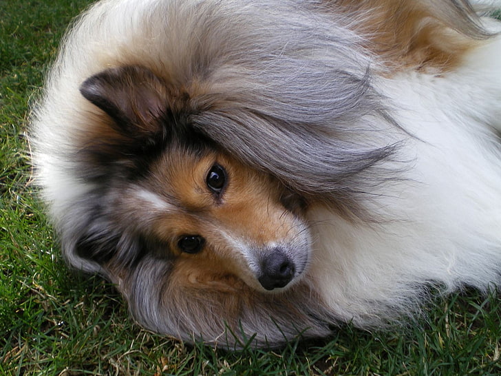 Hund som leker på gräs, vuxenbrun och vit grov collie, djur, hund, gräs, spelar, HD tapet