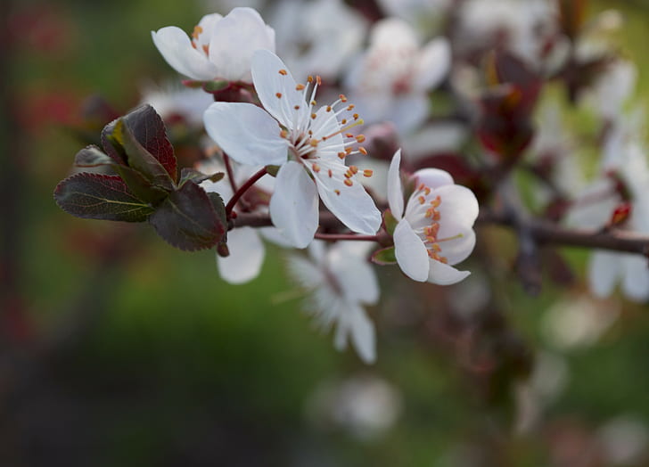 mekar, musim semi, bunga putih, cabang, Wallpaper HD