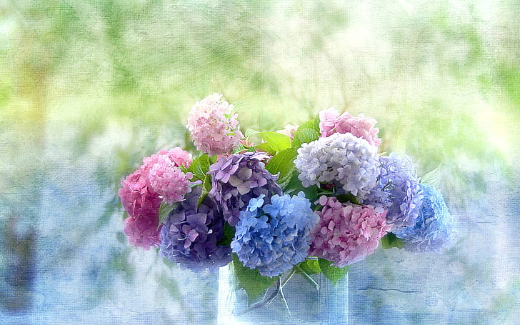 Ortensie vaso bouquet pittura fiori flora, ortensie, vaso, bouquet, pittura, flora, Sfondo HD