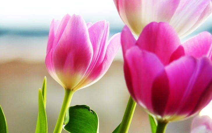 Tulips Spring HD, ดอกไม้, ฤดูใบไม้ผลิ, ดอกทิวลิป, วอลล์เปเปอร์ HD