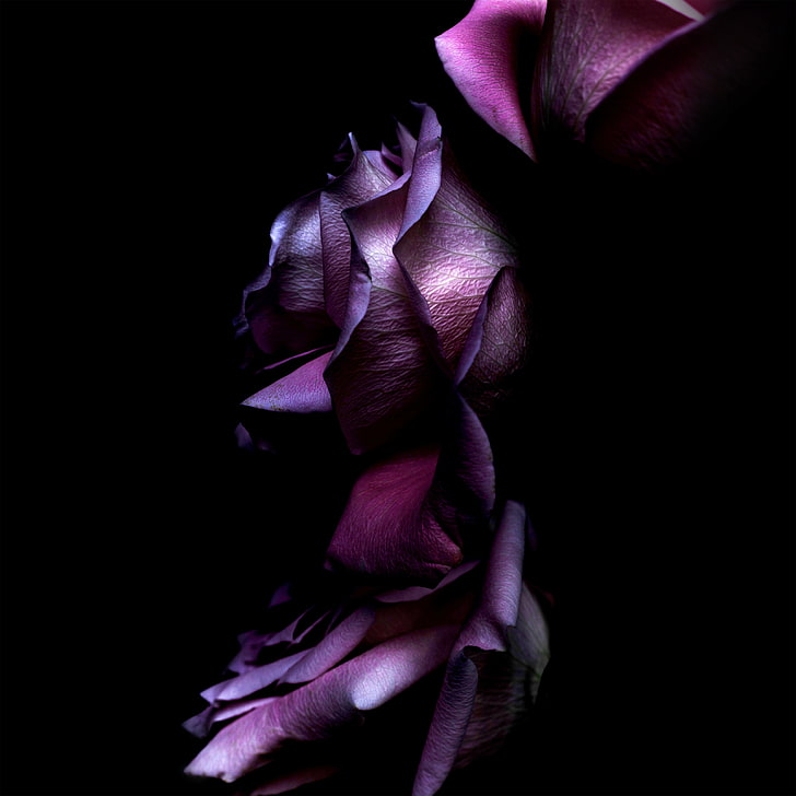 Rosa roxa do Ios 11, HD papel de parede