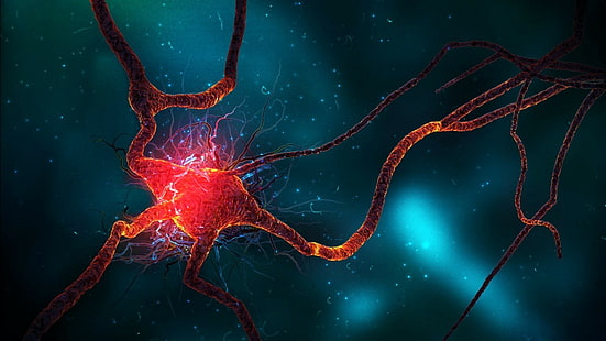 neurons, HD wallpaper HD wallpaper