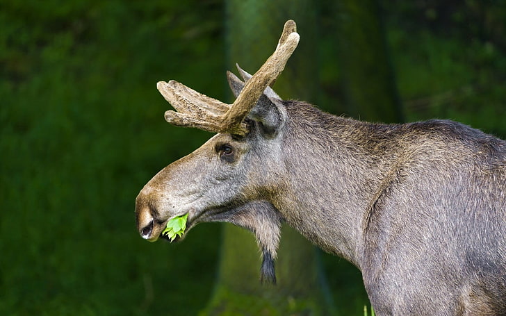 brown deer, moose, nature, background, grass, HD wallpaper