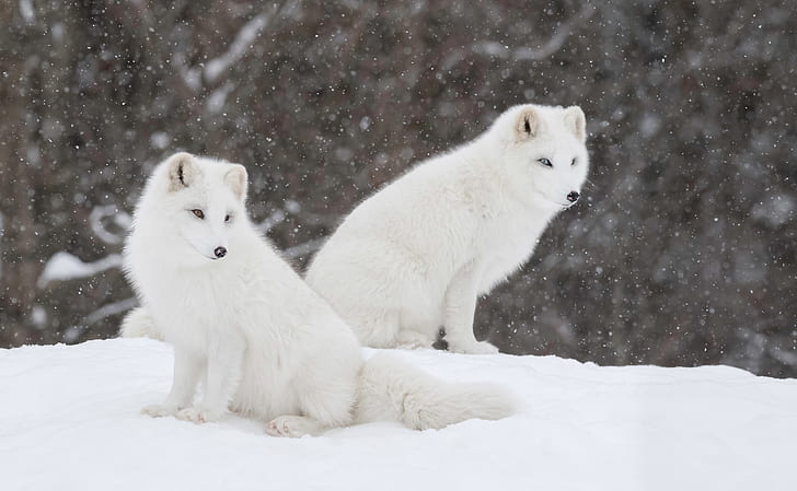 winter, snow, a couple, Fox, Polar Fox, HD wallpaper
