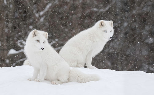  winter, snow, a couple, Fox, Polar Fox, HD wallpaper HD wallpaper