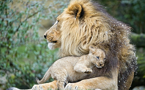 Lions cub love, 1 lion and 1 lioness, lion, cub, kitten, Cat, © Tambako The Jaguar, Love, Amazing Animals, s, HD wallpaper HD wallpaper