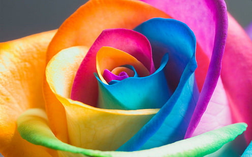 Многоцветная роза, пурпурно-желтый и синий многоцветный лепесток цветка, радуга, роза, цвет, цветок, природа, HD обои HD wallpaper