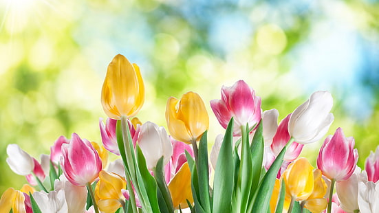 tulpe, tulpen, frühling, blume, pflanze, garten, blumen, blüte, blumen, flora, blüte, blütenblatt, feld, holland, holländisch, bunt, rosa, blatt, blumenstrauß, blühen, jahreszeit, niederlande, stamm, gelb, april,farbe, jahreszeitlich, frisch, lebendig, fröhlich, bund fürs leben, sommer, zwiebel, botanisch, HD-Hintergrundbild HD wallpaper