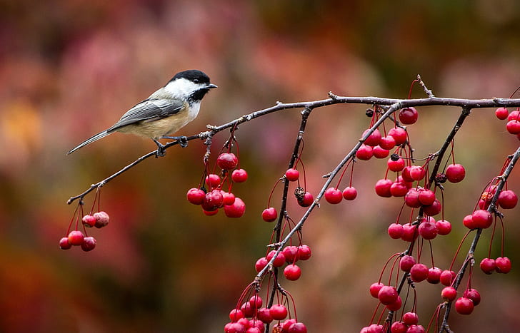 Bird, Chickadee, Titmouse, Branch, Berries, Autumn, HD wallpaper