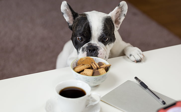 Funny French Bulldog Trying to Steal Biscuits, Animals, Pets, Table, Coffee, Bulldog, Puppy, Hungry, Dogs, Funny, Sweet, cookies, Cute, Food, Biscuits, appetizing, appetite, frenchbulldog, cutedog, cheat, HD wallpaper