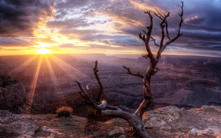 driftwood on mountain cliff during sunset, canyon, sunlight, trees, landscape, HDR, clouds, HD wallpaper