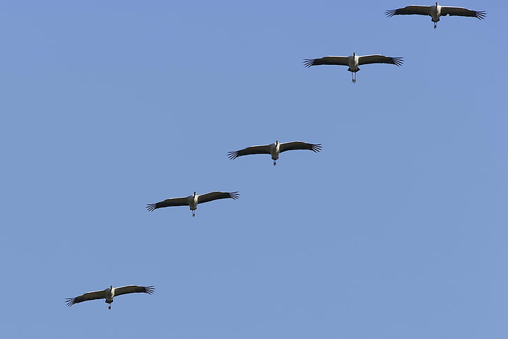 five white storks, crane, flock, sky, HD wallpaper