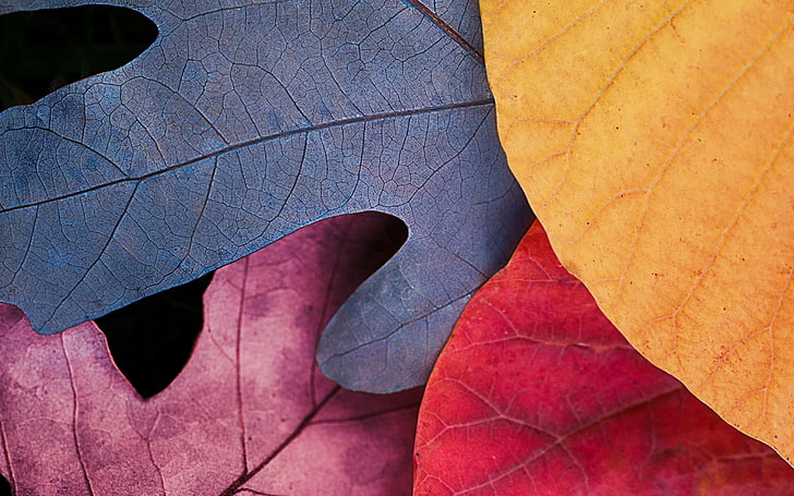 feuilles bleues, rouges et jaunes, feuilles, coloré, macro, simple, Fond d'écran HD