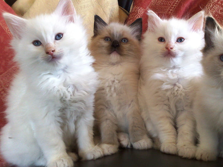 Ragdoll Kittens, ragdoll, ลูกแมว, น่ารัก, สายพันธุ์, สัตว์, สัตว์, วอลล์เปเปอร์ HD
