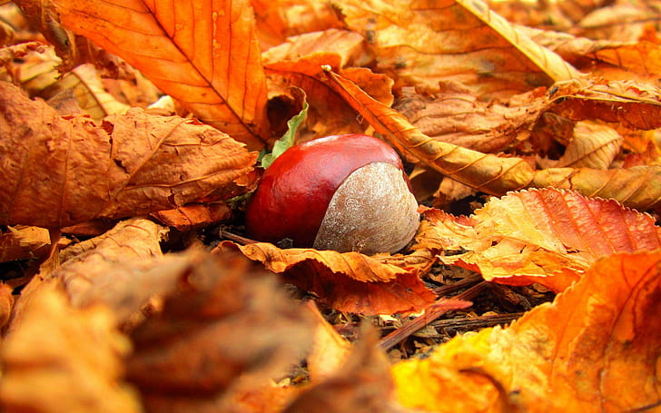 Autumn Chestnuts, autumn, nature, leaves, HD wallpaper