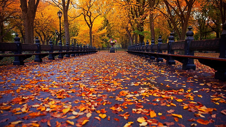 дърво, централен парк, парк, пешеходна пътека, есенни листа, есен, романтичен, паднали листа, Ню Йорк, Ню Йорк Сити, САЩ, HD тапет