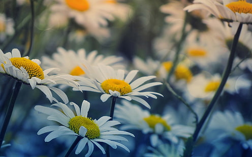 white daisy flowers, flowers, background, widescreen, Wallpaper, chamomile, full screen, HD wallpapers, fullscreen, HD wallpaper HD wallpaper