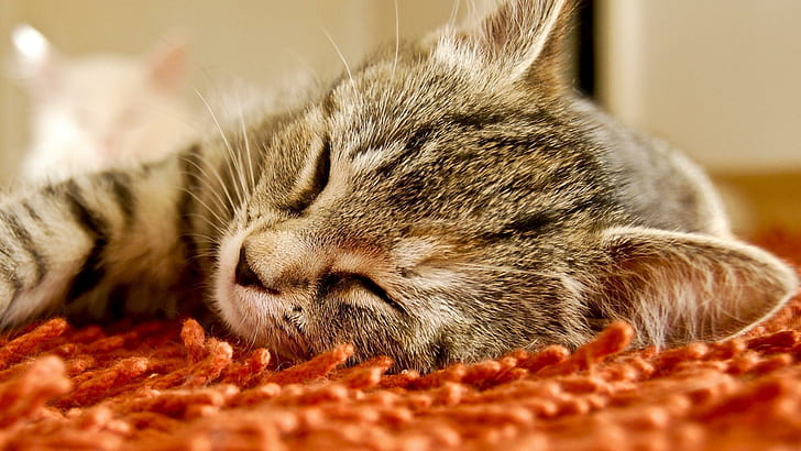 Cinza gatinho tirando uma soneca, gato tigrado marrom, animais, 1920x1080, gatinho, HD papel de parede