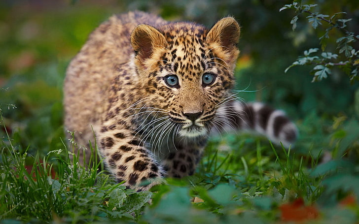 Little Leopard, black and brown leopard cub, Animals, Leopard, animal, forest, little, HD wallpaper