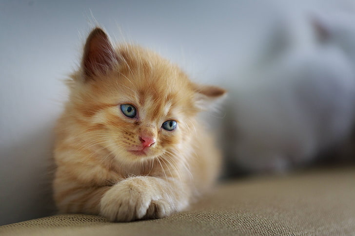 pet, sad, cute, cat, small, sweet, furry, young, kitten, HD wallpaper