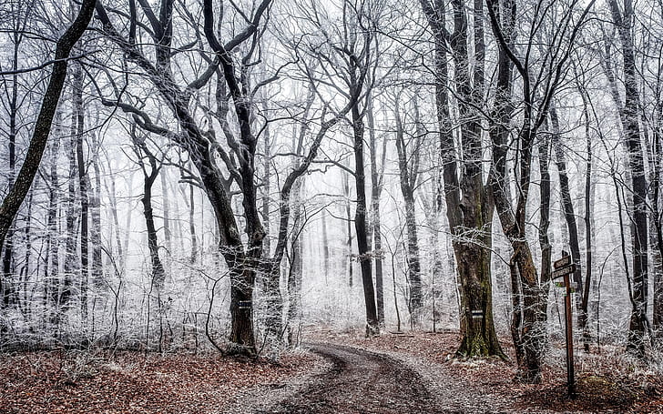Hutan, pohon, jalan, es musim gugur, Hutan, Pohon, Jalan, Musim Gugur, Frost, Wallpaper HD