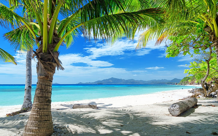 Palm Shadow, green palm tree, landscape, palm, beach, blue sky, HD wallpaper