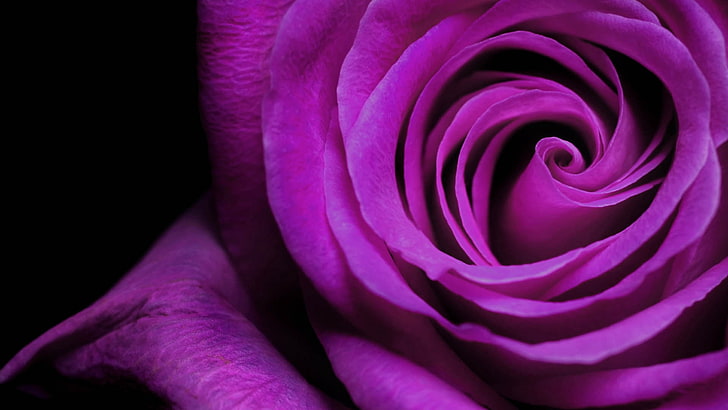 bunga mawar merah muda, mawar, kuncup, kelopak, Wallpaper HD