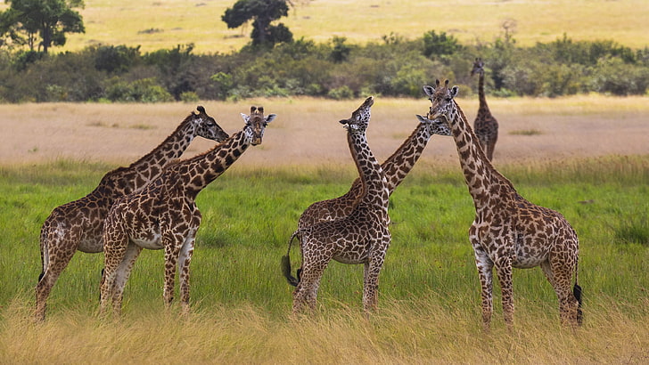 Animal Giraffe African Mammals Die höchsten Landtiere und die Wiederkäuer Ultra Hd Wallpapers für Desktop-Handys und Laptops 3840 × 2160, HD-Hintergrundbild