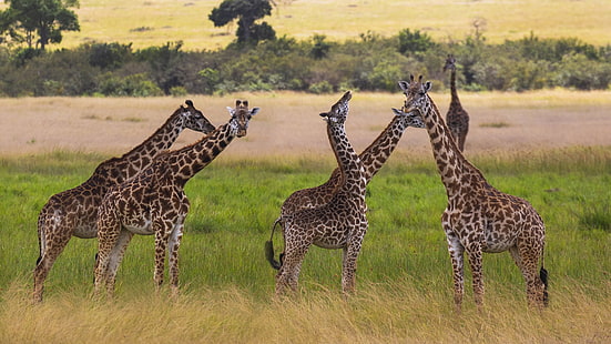 الزرافة الحيوانية الثدييات الأفريقية أعلى الحيوانات الأرضية والمجترات خلفيات فائقة الدقة للهواتف المحمولة وأجهزة الكمبيوتر المحمول 3840 × 2160، خلفية HD HD wallpaper