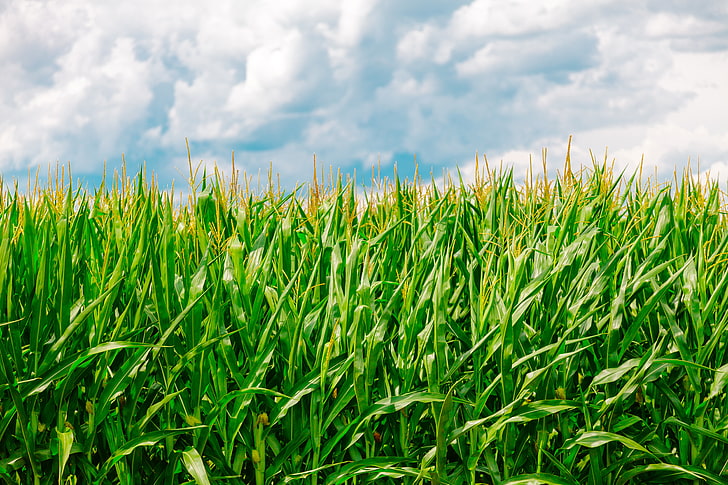 зеленая кукуруза, кукуруза, поле, лето, ферма, HD обои