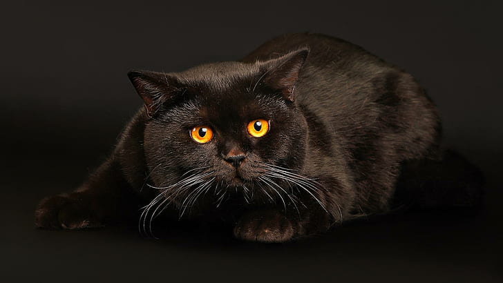 Witchy Kitty, bombay cat, witch craft, evil, black, animals, HD wallpaper