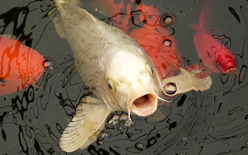weißer Koi Fisch, Tiere, Makro, Koi, HD-Hintergrundbild HD wallpaper