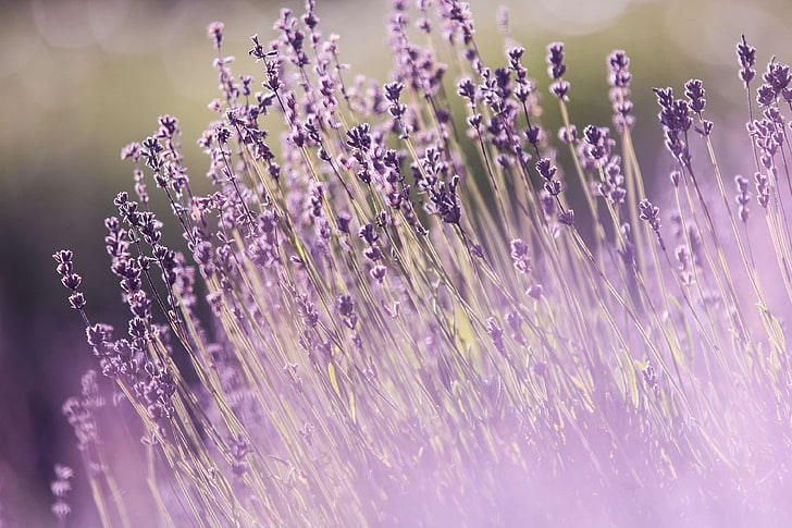 aromatherapy, aromatic, beautiful flowers, blooming, bright, close up, color, countryside, field, flora, flowers, fragrant, garden, herb, herbal, lavender, nature, outdoors, perfume, summer, violet, HD wallpaper