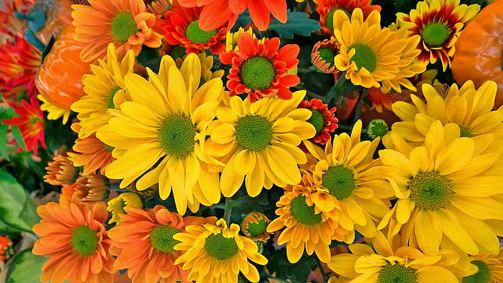 ดาวน์โหลดฟรีดาวน์โหลดภาพพื้นหลังเดสก์ท็อป HD andrange และ Red Chrysanthemums สีเหลืองขนาด 1920 × 1080, วอลล์เปเปอร์ HD