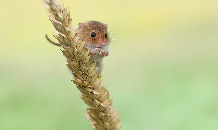 mice, animals, nature, harvest mouse, HD wallpaper