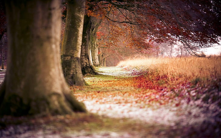Beech Autumn Pohon, pohon, musim gugur, beech, alam, dan lansekap, Wallpaper HD