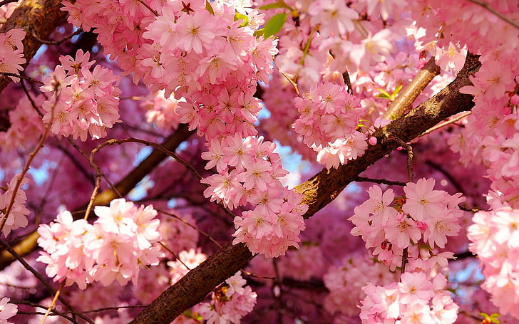 桜の花びら、 HDデスクトップの壁紙