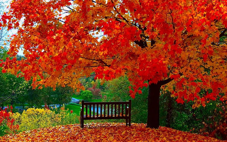 red leafed tree, fall, trees, leaves, HD wallpaper