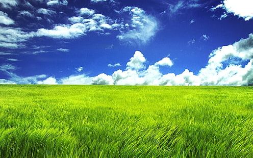 Grönt gräsmark, grönt, gräsmark, HD tapet HD wallpaper