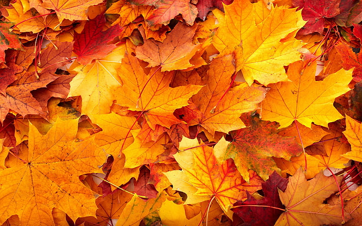оранжеви кленови листа, листа, есен, паднали листа, червени листа, HD тапет